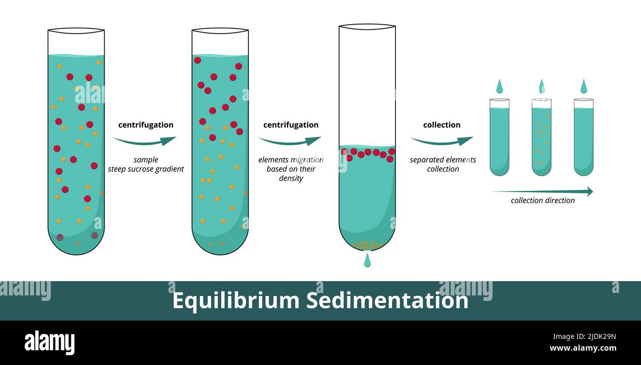 Equilibrium Sedimentation. Stages of cell components separation using ultracentrifuge with 2 steps of centrifugation. Stock Vector