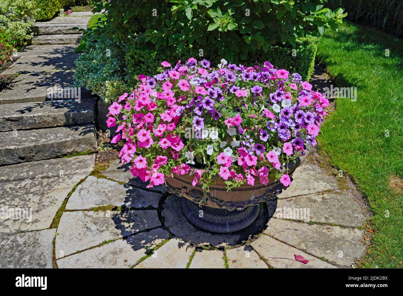 Large flower pot full of petunias, outdoors in a formal garden Stock Photo
