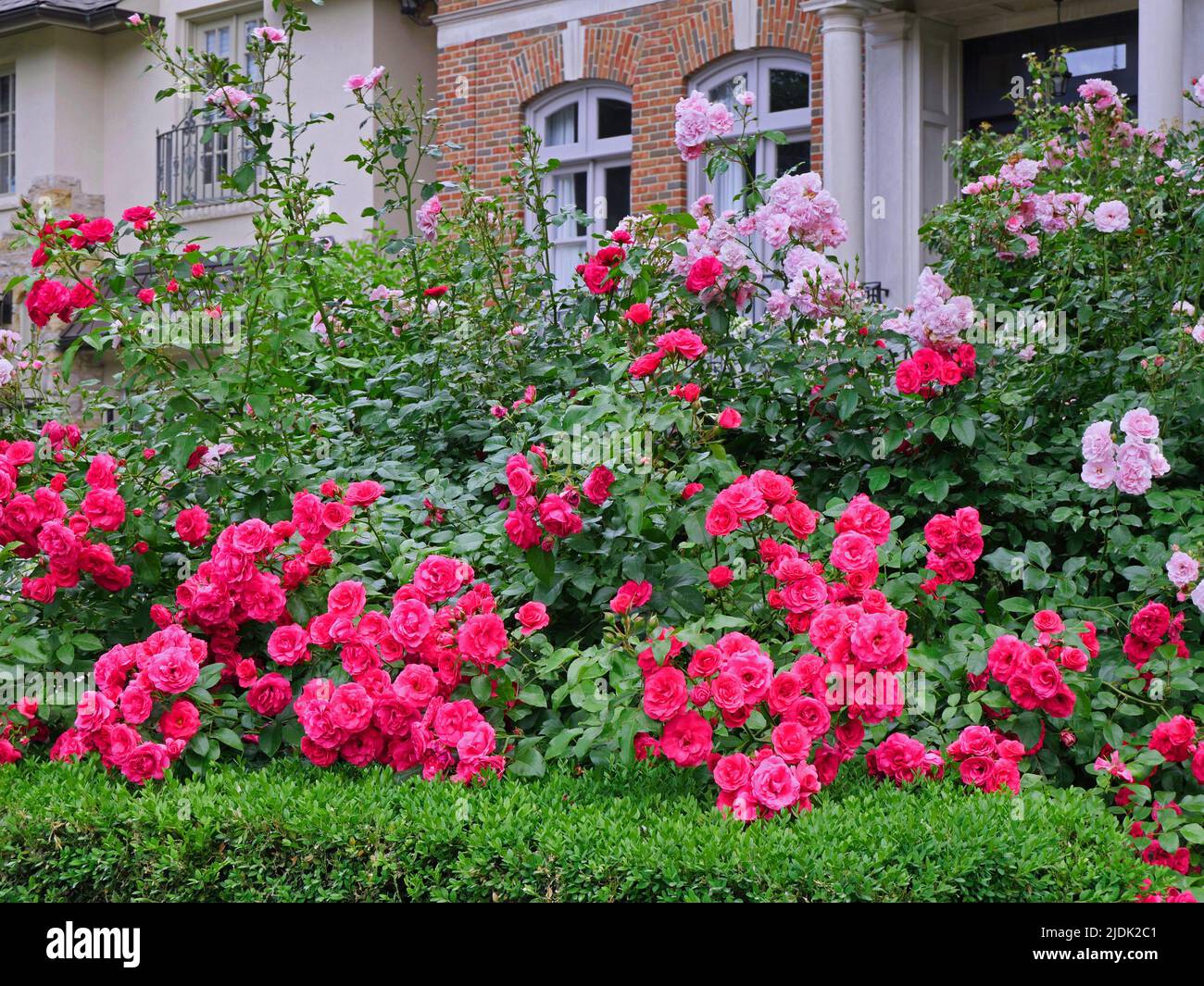 Tall shrub roses used as a beautiful hedge for privacy Stock Photo