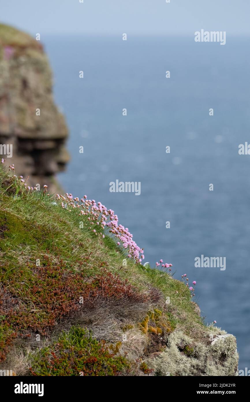 Pretty pink thrift flowers growing wild on the rocky cliffs at Handa