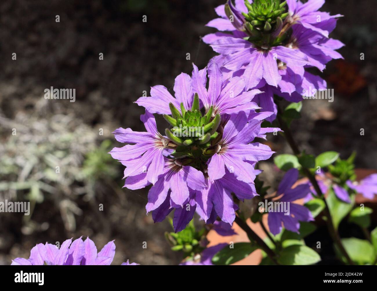 Purple petals in flower bloom, Fairy Fan flower,  Scaevola aemula Stock Photo