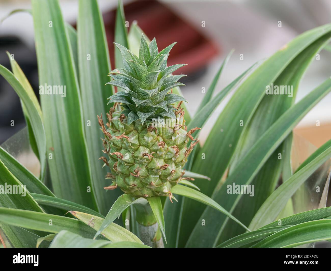 close up view of fruit on champaca pineapple plant in greenhouse indoors Stock Photo
