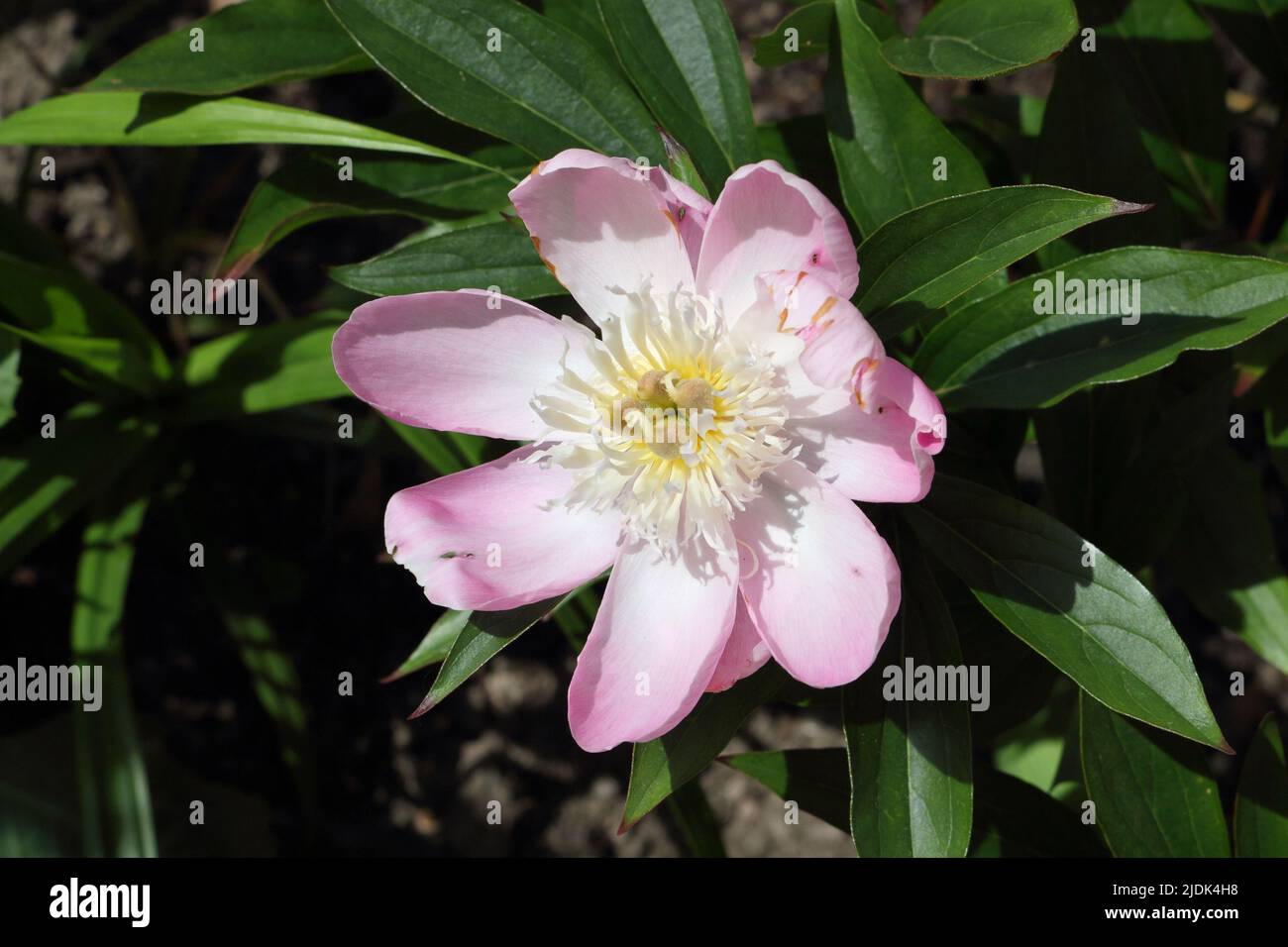 Pink Peony flower - Paenoia Stock Photo