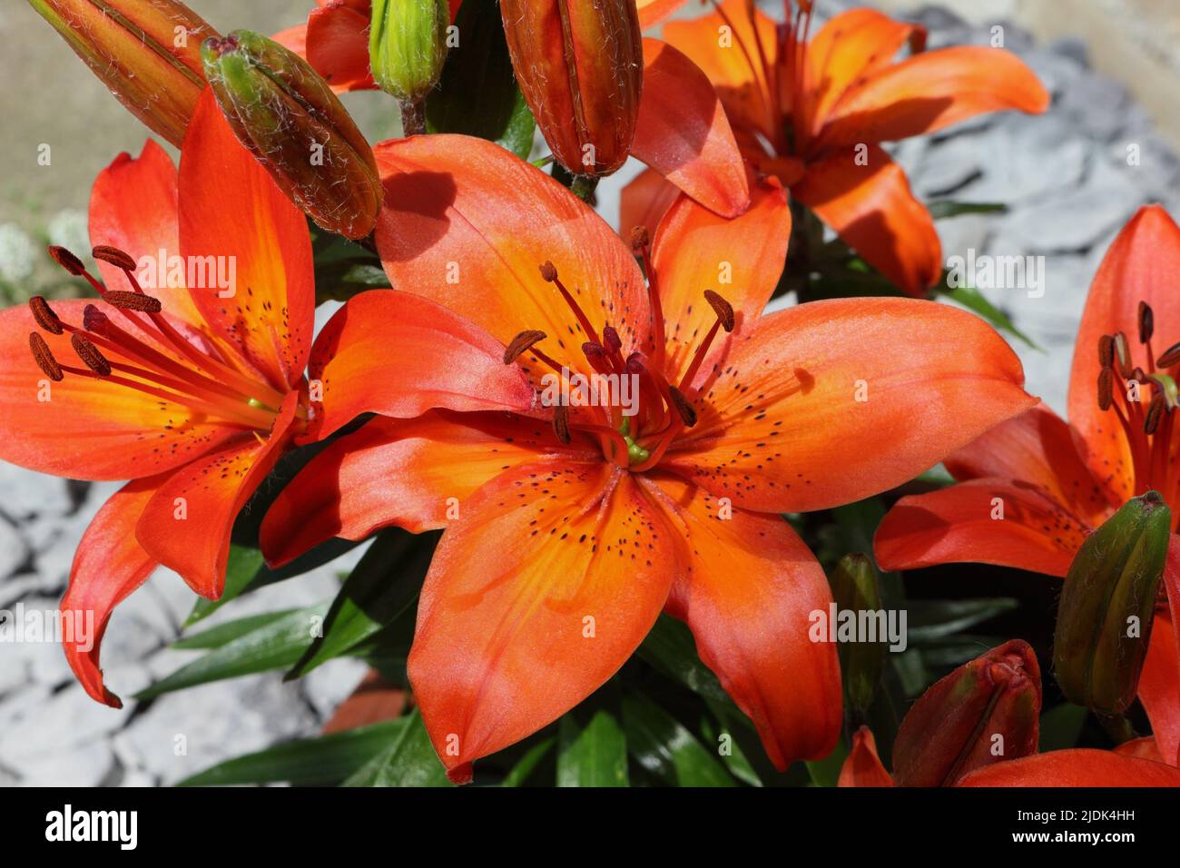 Red Lilies in bloom, Flower blossom, lilium. Lily Asiatic Stock Photo
