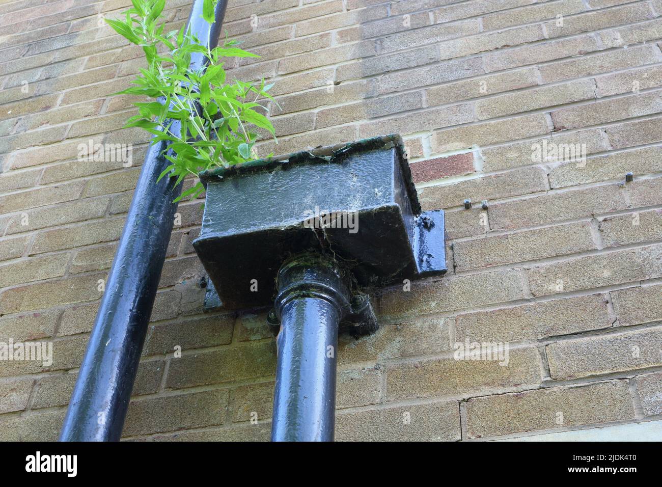 Drain pipe, rainwater hopper, with crack in metal surface, and weeds growing from it. Stock Photo