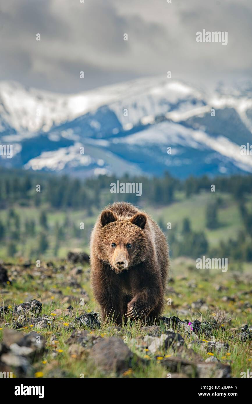 Young Grizzly in front of mountains Stock Photo