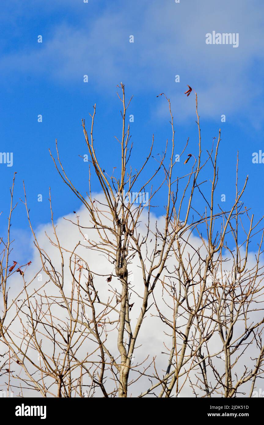 A leafless tree against a blue winter sky Stock Photo - Alamy