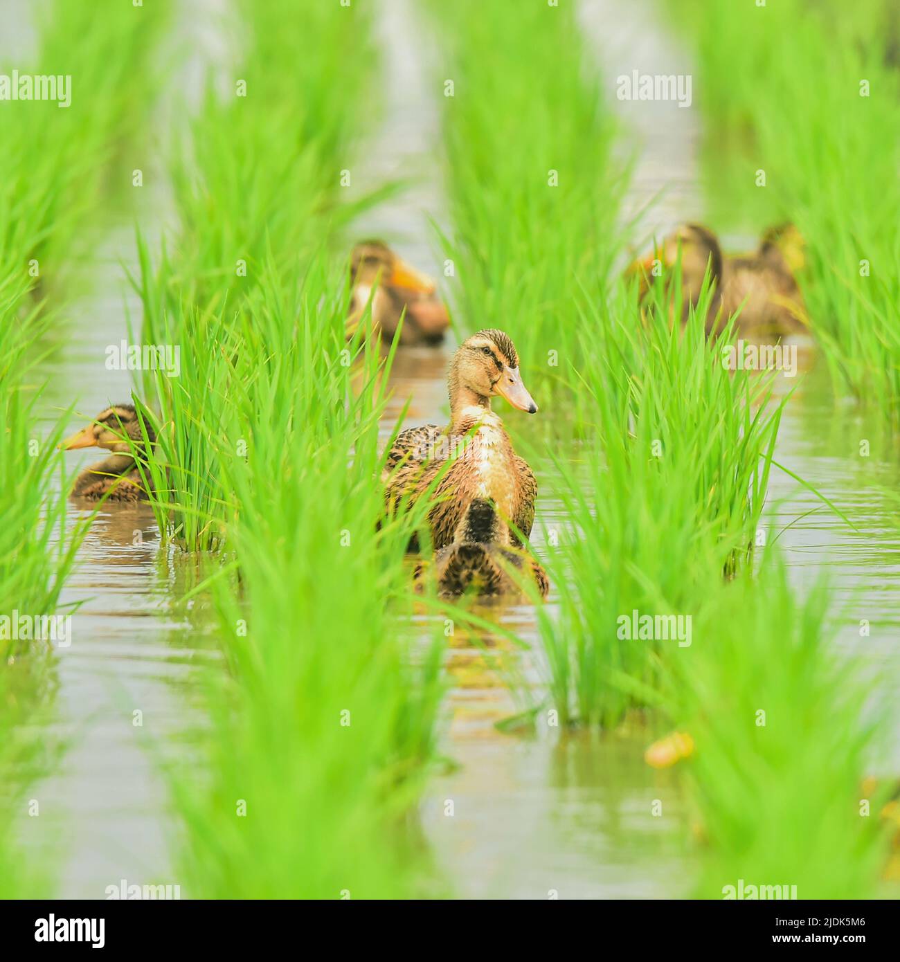 WUCHANG, CHINA - JUNE 18, 2020 -Ducks and crabs are seen in a paddy field in Wuchang, Heilongjiang province, June 18, 2020. Stock Photo