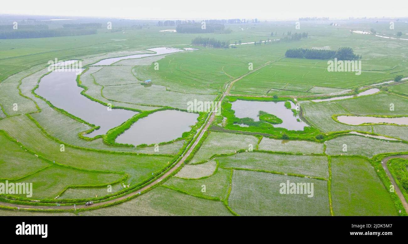 WUCHANG, CHINA - JUNE 18, 2020 - Workers plant organic rice in Wuchang city of Harbin, Heilongjiang Province, June 18, 2020. Stock Photo