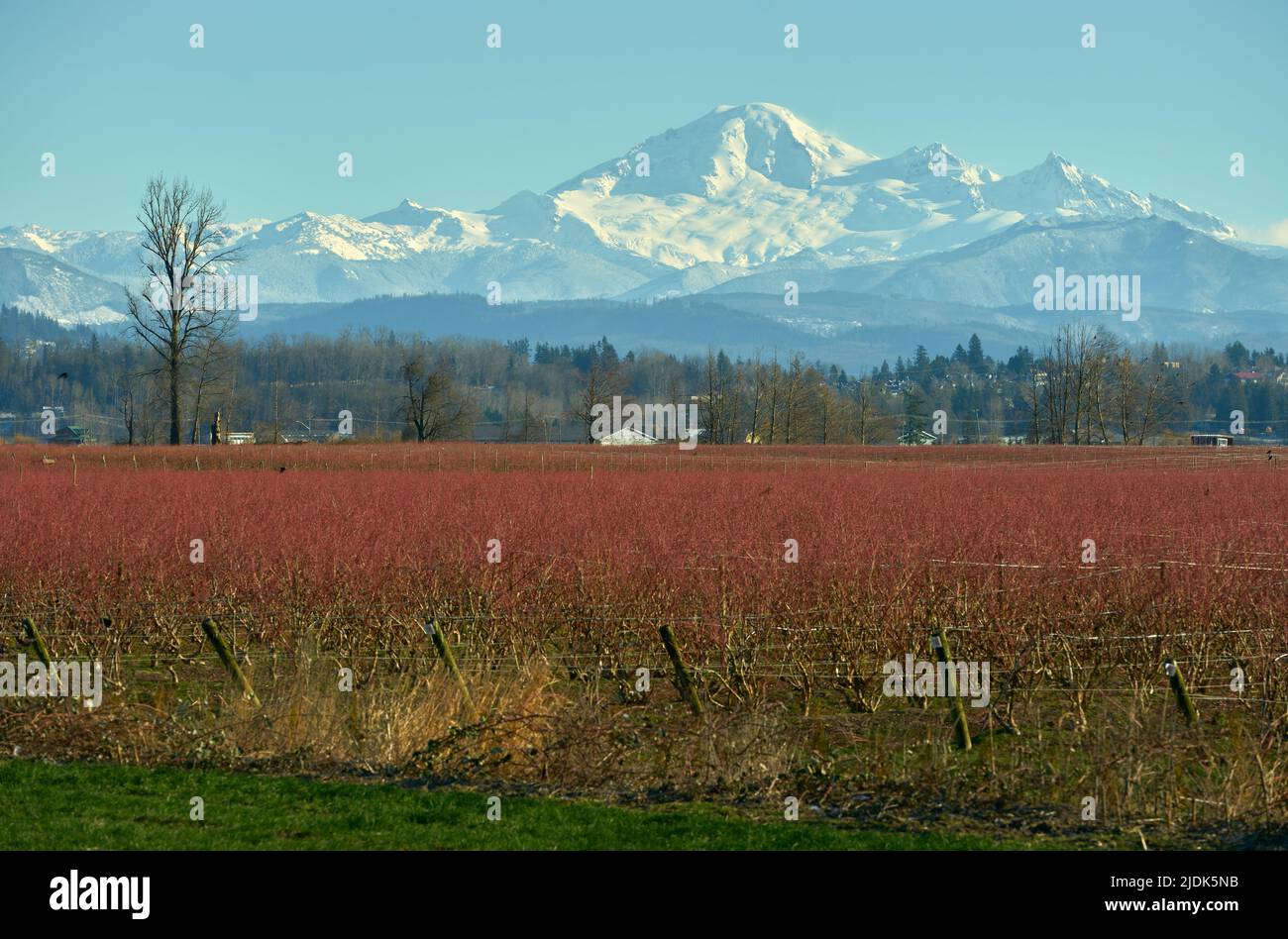 Snow Capped Mount Baker View. Mt. Baker rising in the background of a