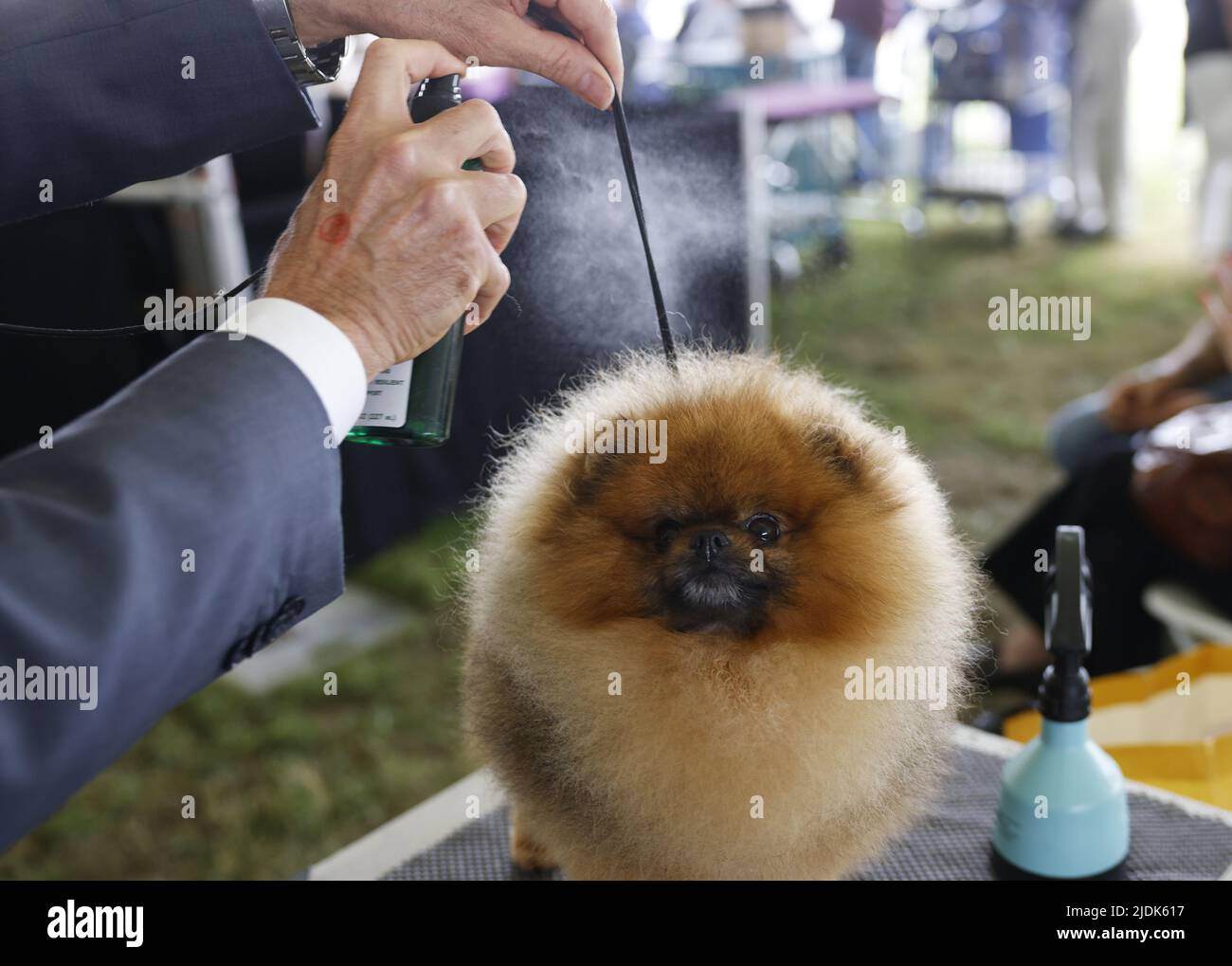 New York, United States. 21st June, 2022. Secret Weapon The Pomeranian