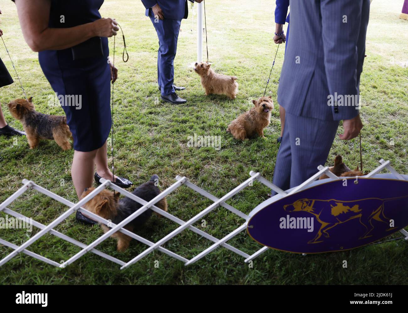 New York, United States. 21st June, 2022. Terriers compete at the 146th