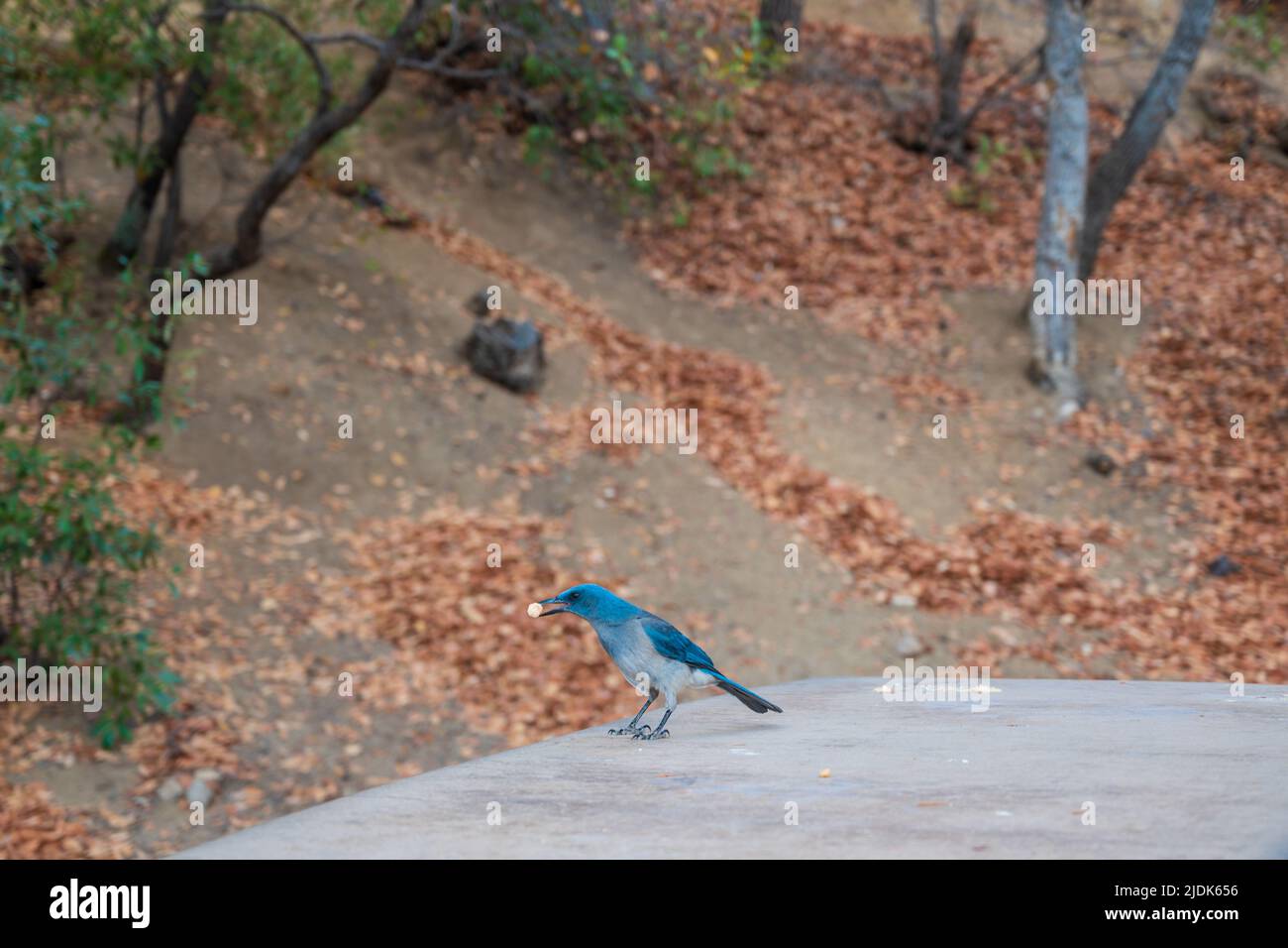 Hungry Blue Jay bird with food in its beak Stock Photo