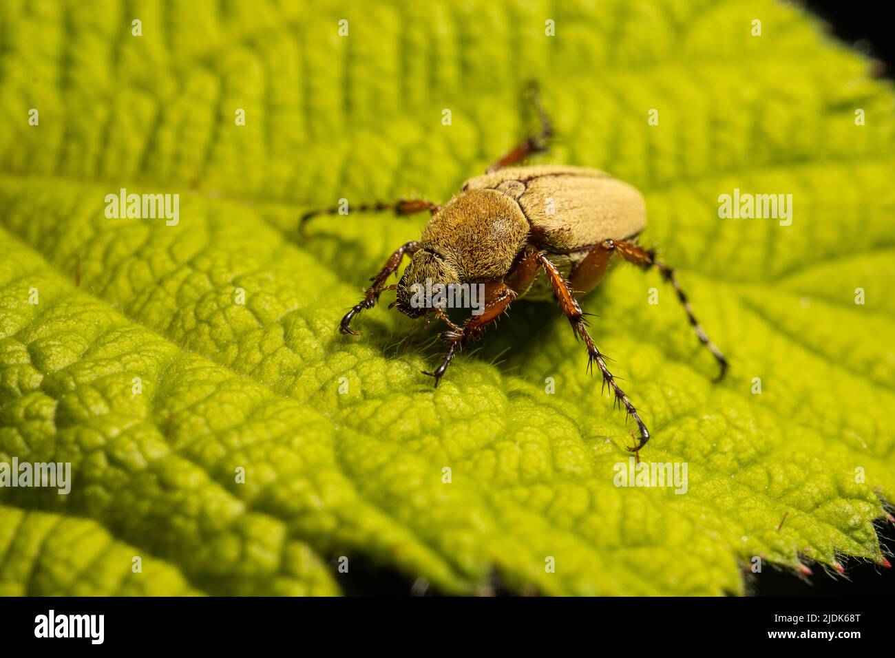 An American Rose Chafer rests on a plant. Stock Photo