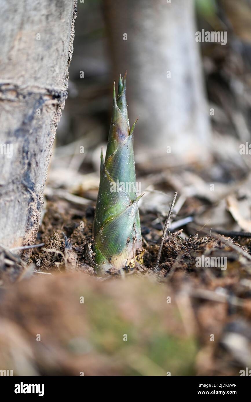 Bamboo shoot on ground in the bamboo forest , Fresh raw bamboo shoots