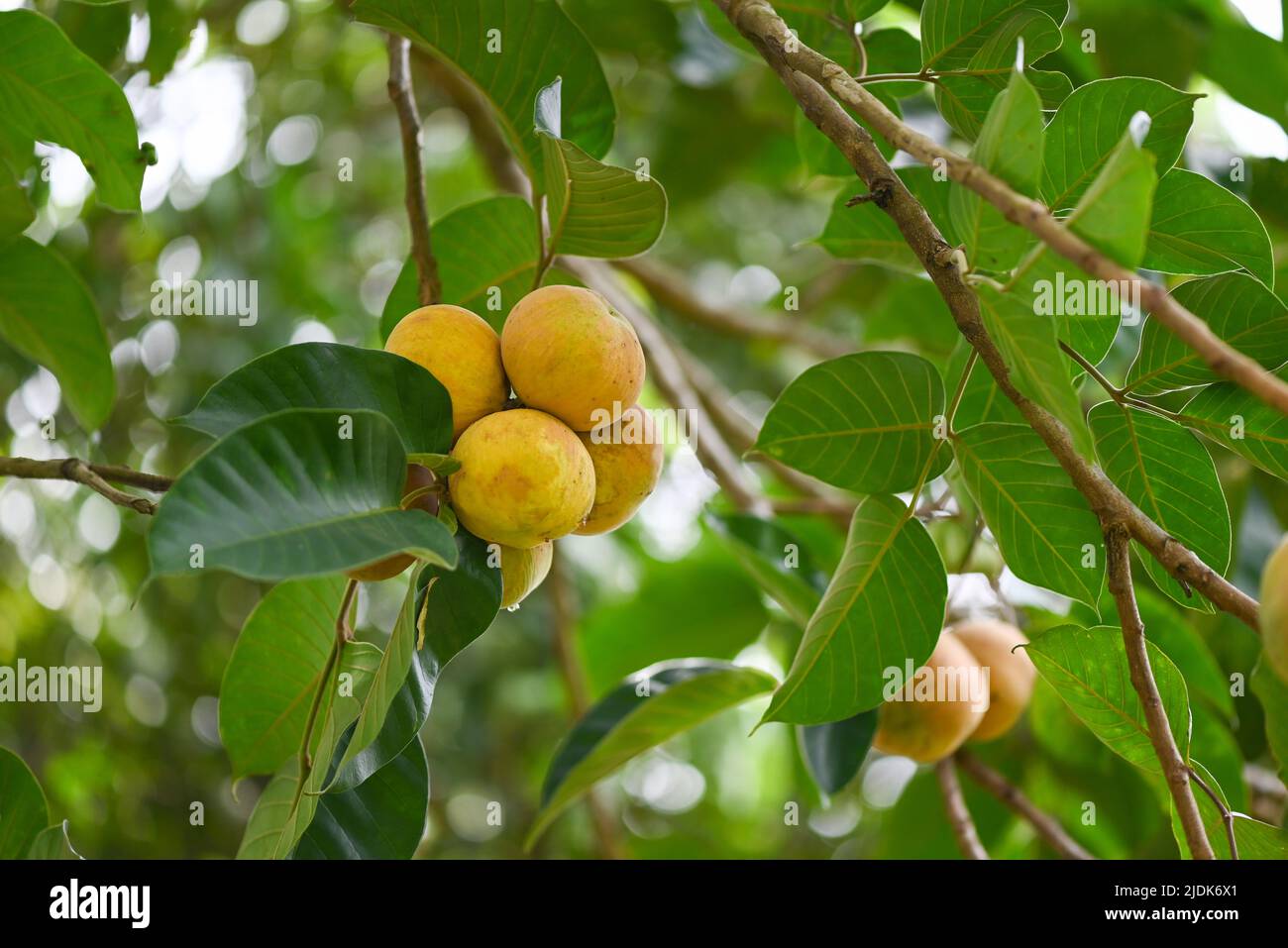 Santol Fruit In English