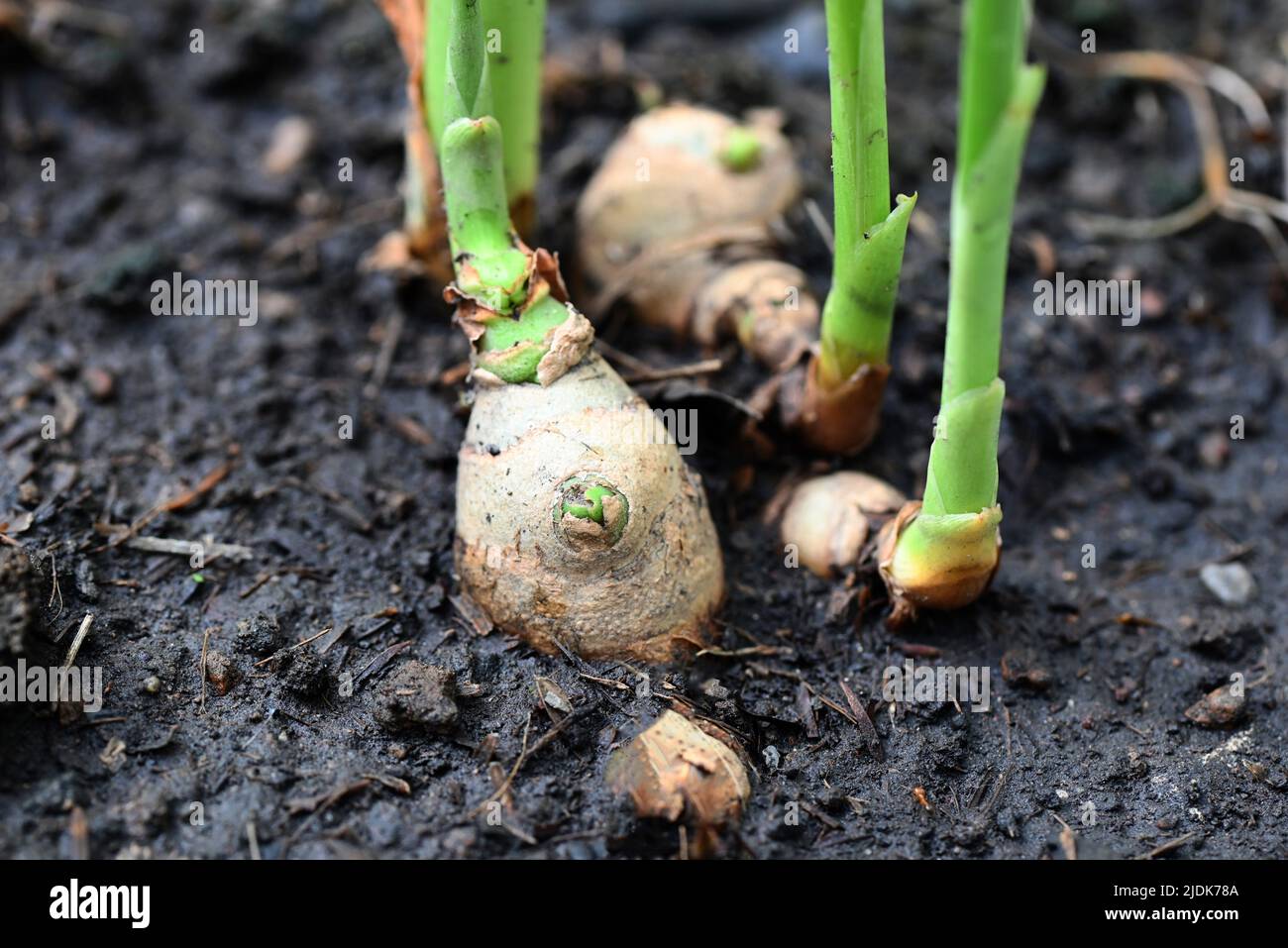 Ginger root on ground , nature ginger plant tree cultivate planting on
