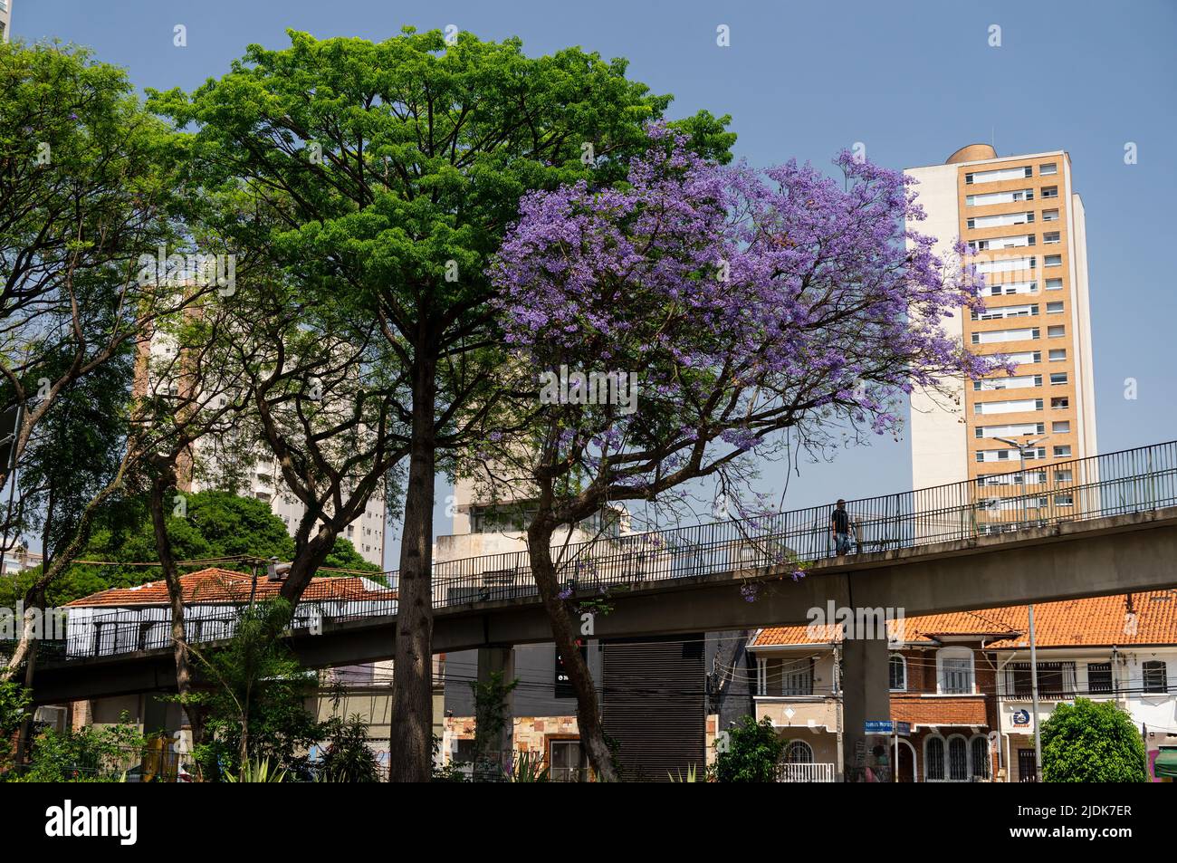Tall trees full of green leaves and flowers of Tomas Morus square with Palmeiras Arrancada Heroica 1942 footbridge right below under sunny blue sky. Stock Photo