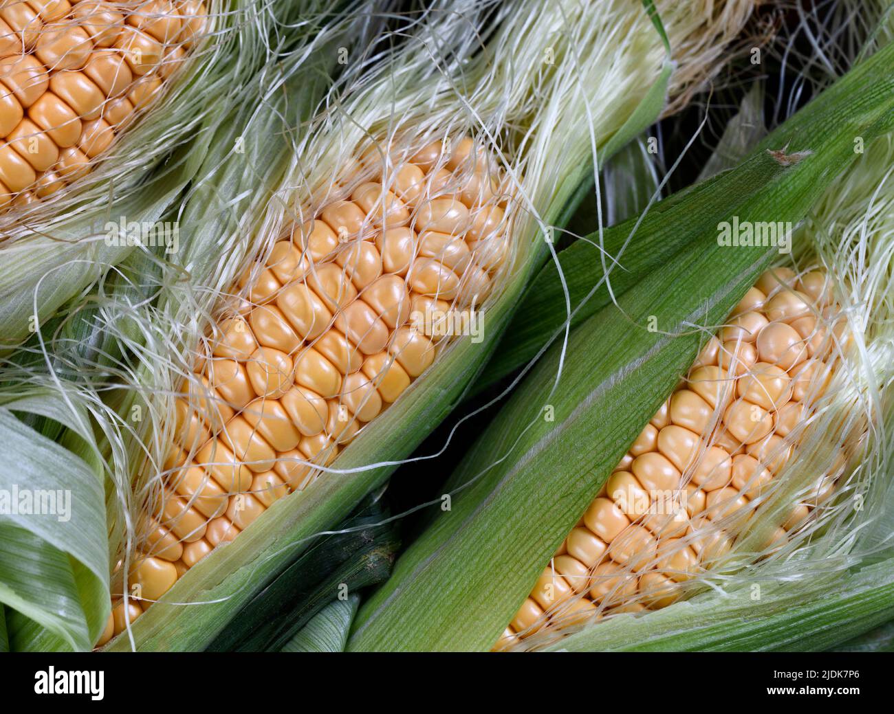 Fresh raw yellow organic sweet corn in filled frame for food background Stock Photo