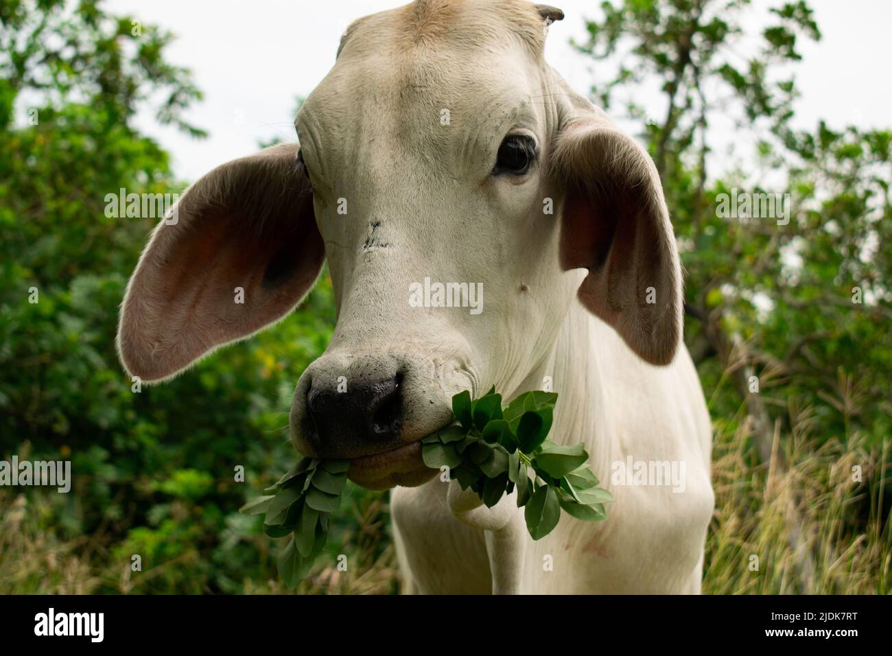 cow feeding perspective Stock Photo Alamy