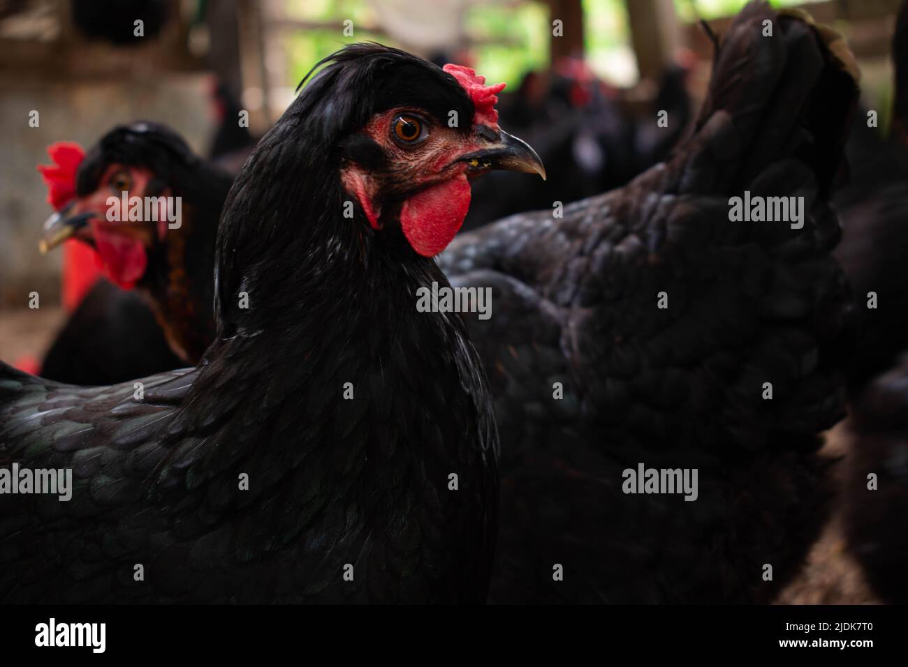 laying hen farm Stock Photo Alamy