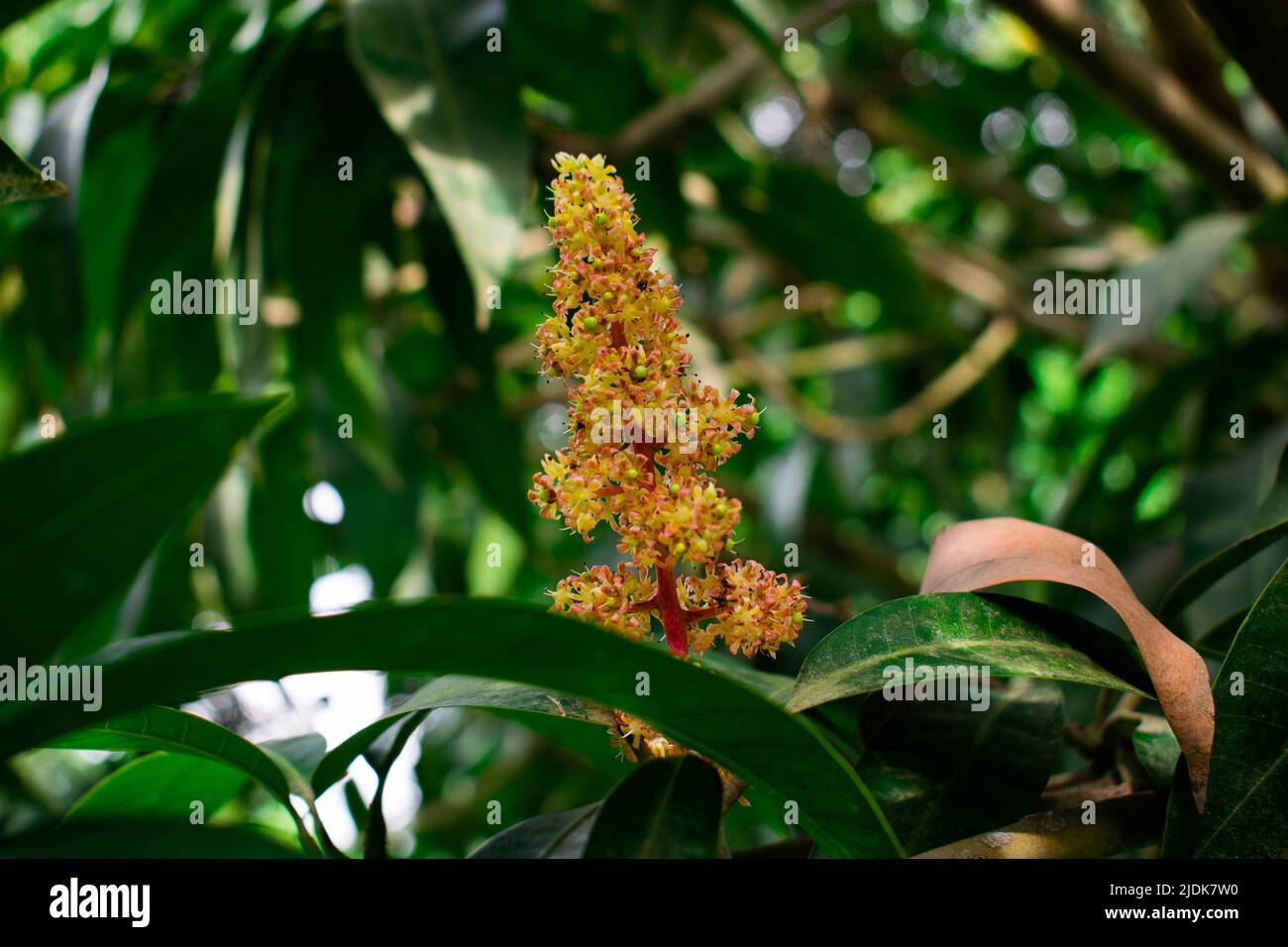 mango tree flower Stock Photo Alamy