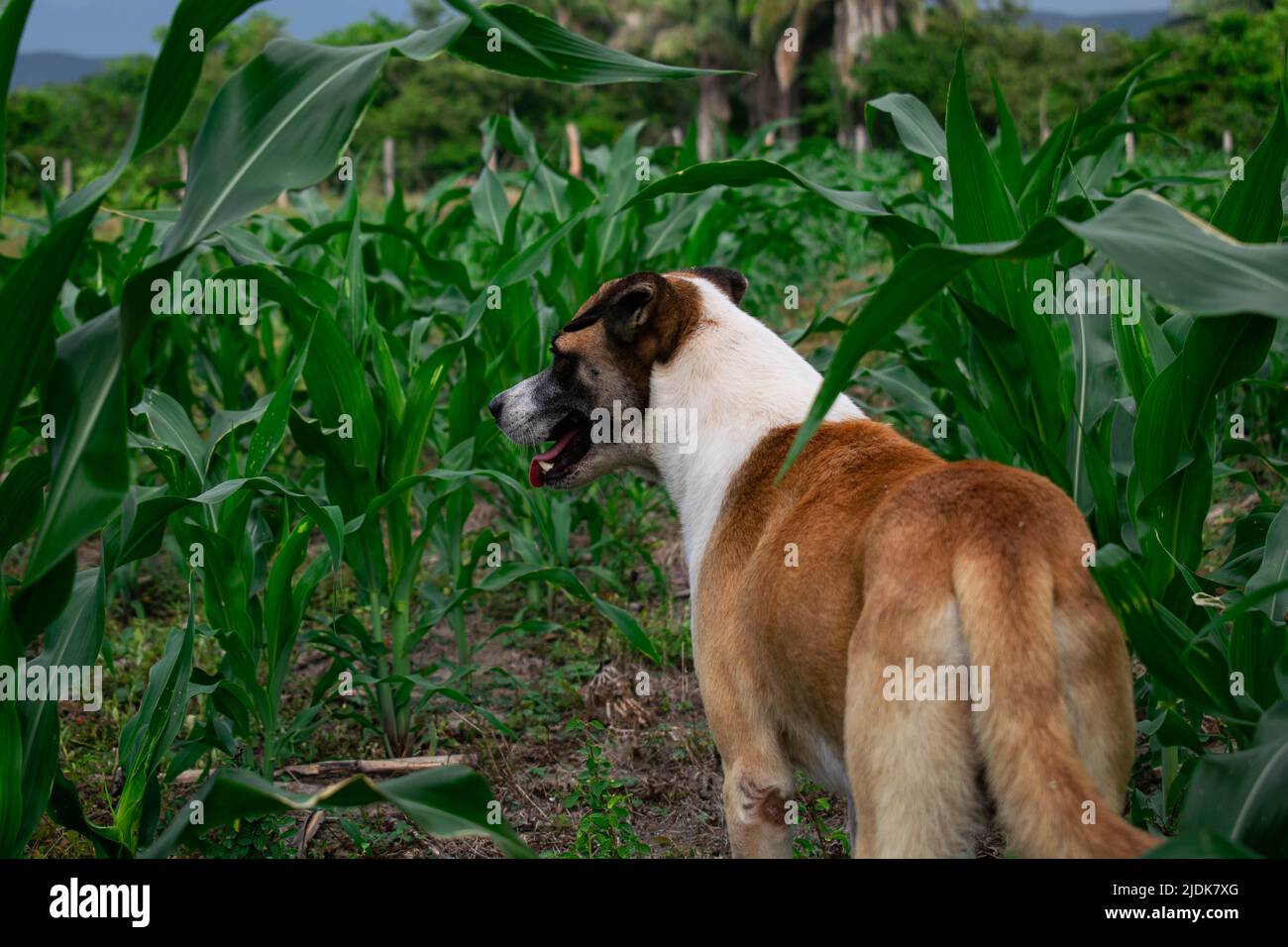 Corn dog grass hires stock photography and images Alamy