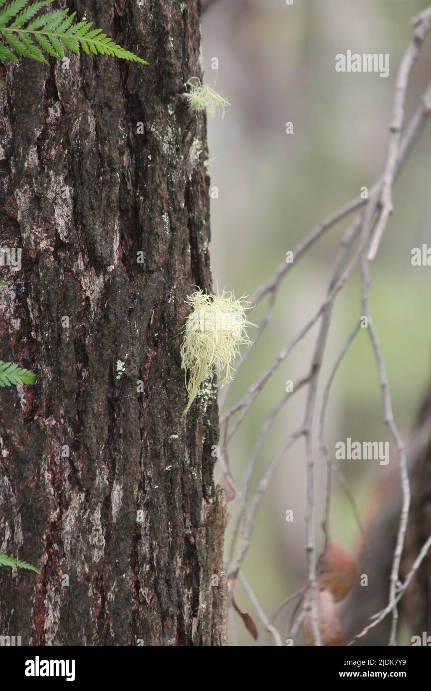 Spanish Moss on tree Stock Photo Alamy