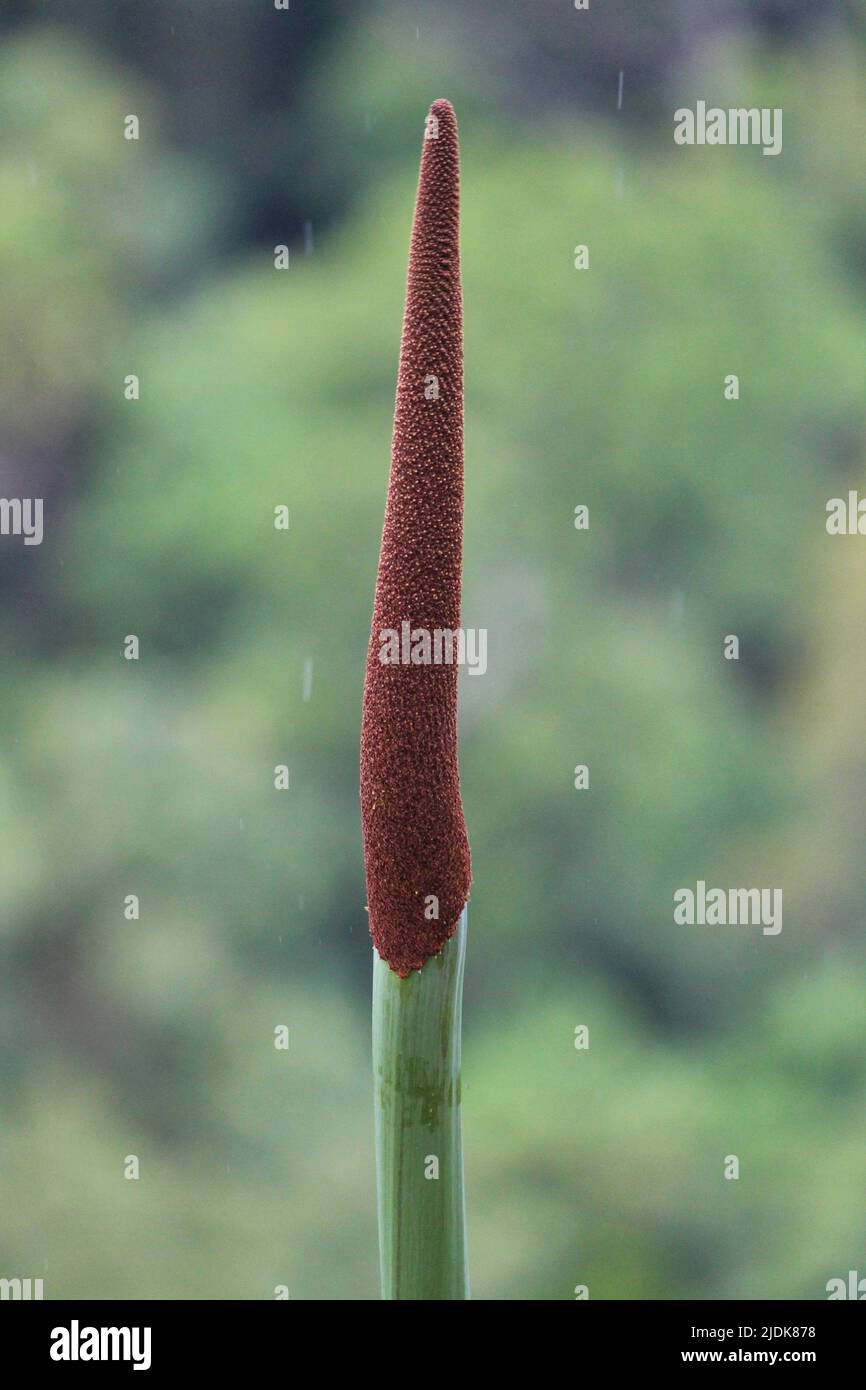 Australian grass seeds hires stock photography and images Alamy