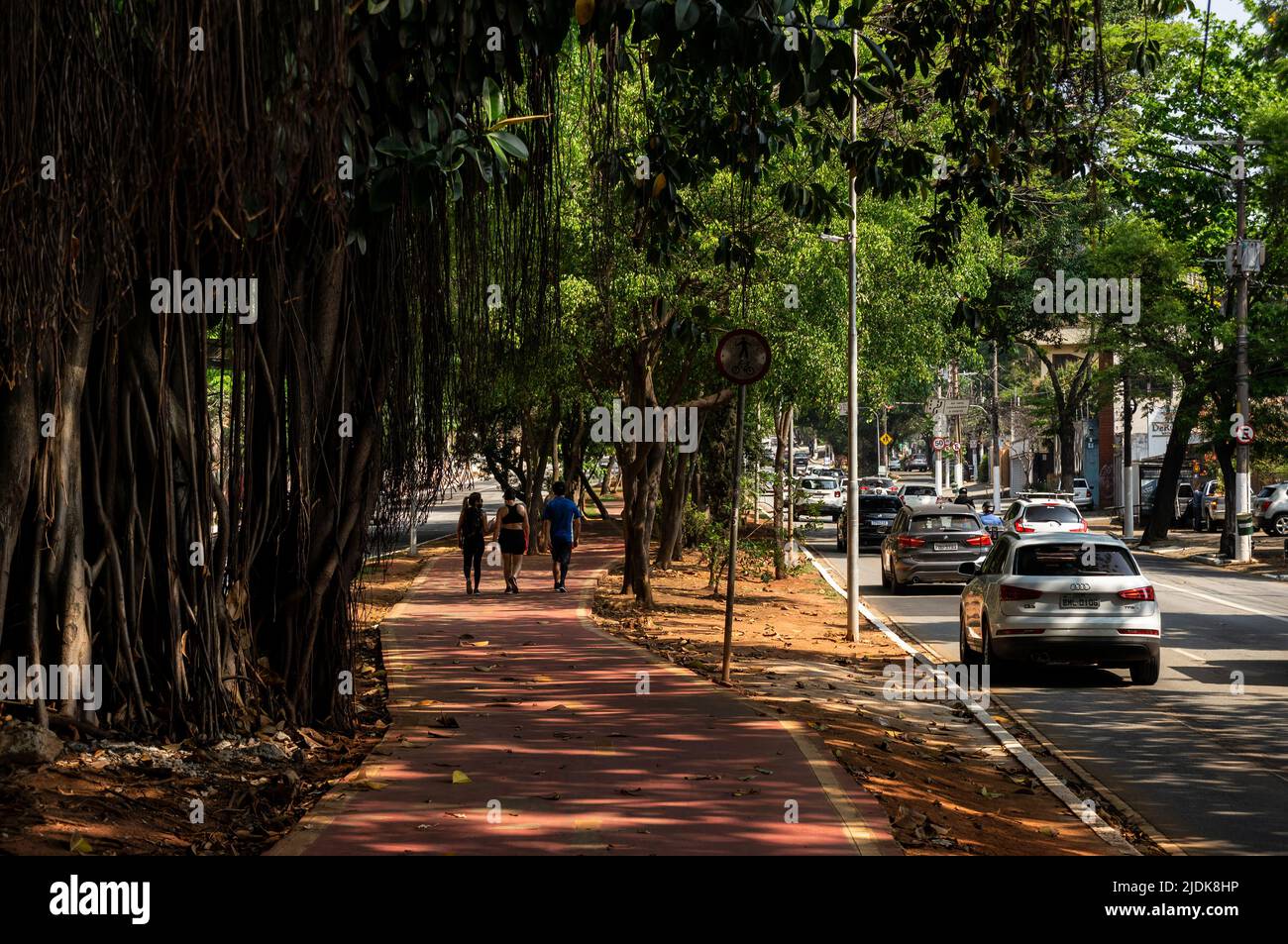 Bicycle lane section located on the median strip of Sumare avenue surrounded by dense vegetation and tree shade while business day traffic pass. Stock Photo