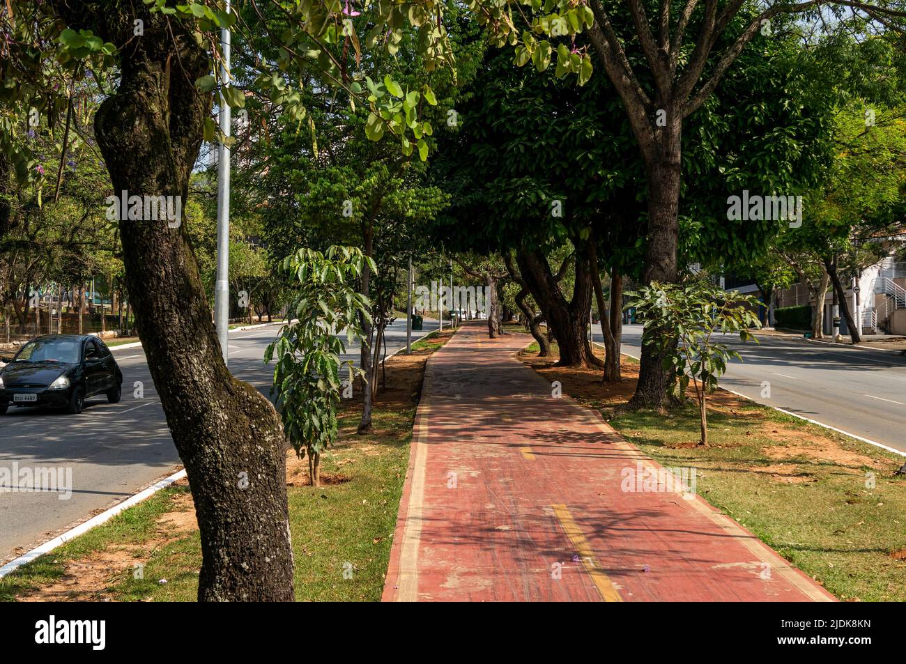 An empty bicycle lane running between row of trees on the median strip of Paulo Vi avenue at Sumare district in a normal sunny business day. Stock Photo