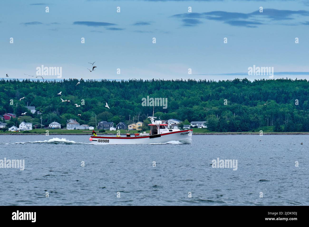 Gulls follow a fishing boat looking for their next meal near North Sydney Cape Breton Nova Scotia. Stock Photo