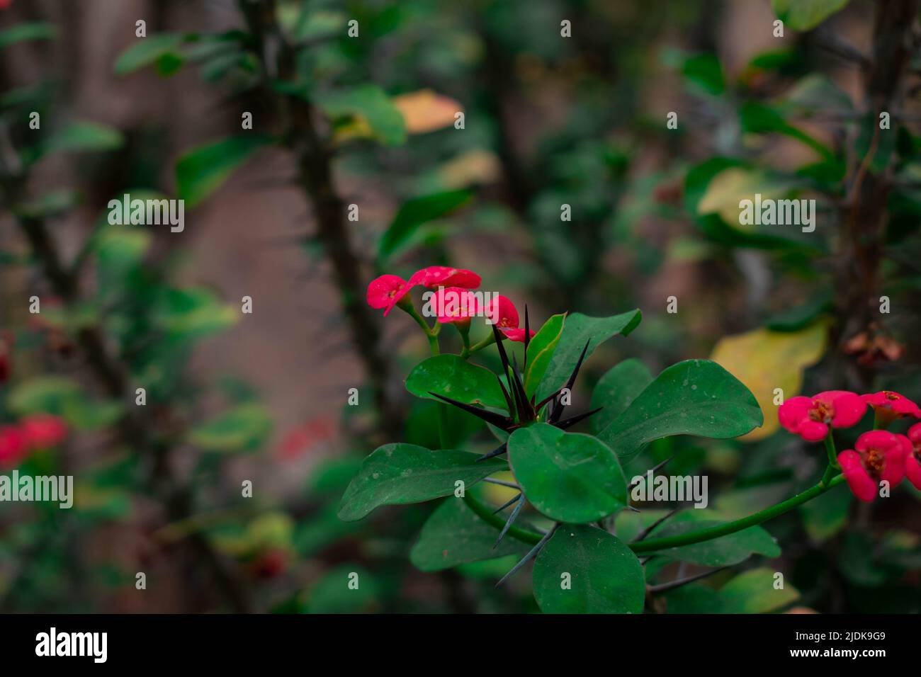 Thorns and brier hires stock photography and images Alamy