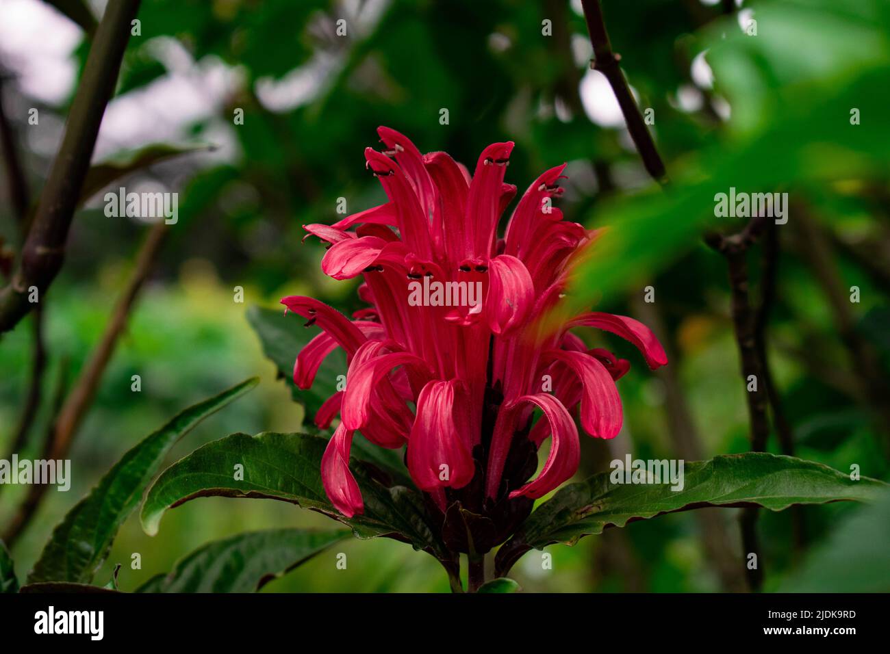 red flower of the plant justicia carnea Stock Photo - Alamy