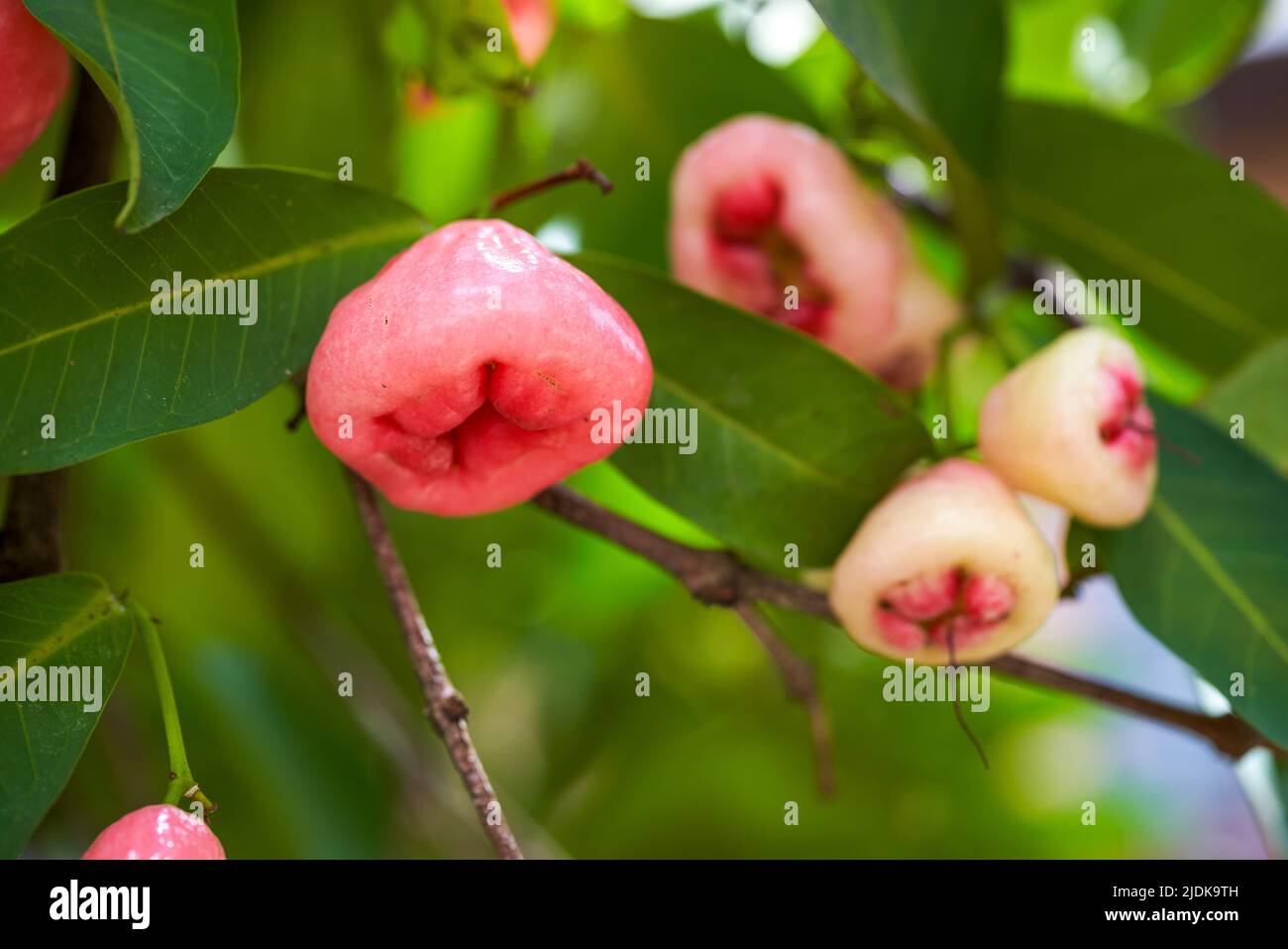 A wax apple tree full of fruit Stock Photo Alamy
