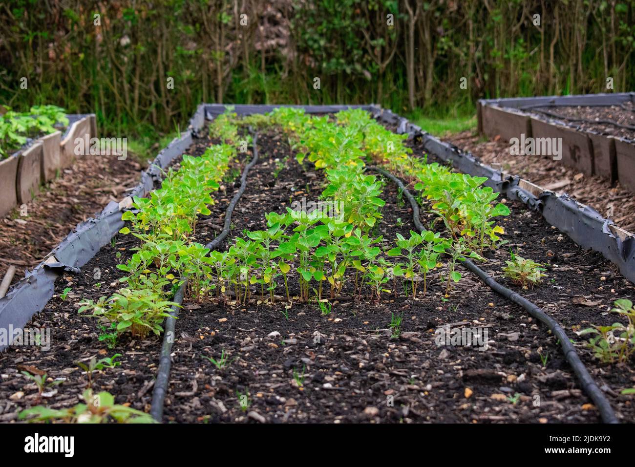 cultivation of small plants in a nursery Stock Photo