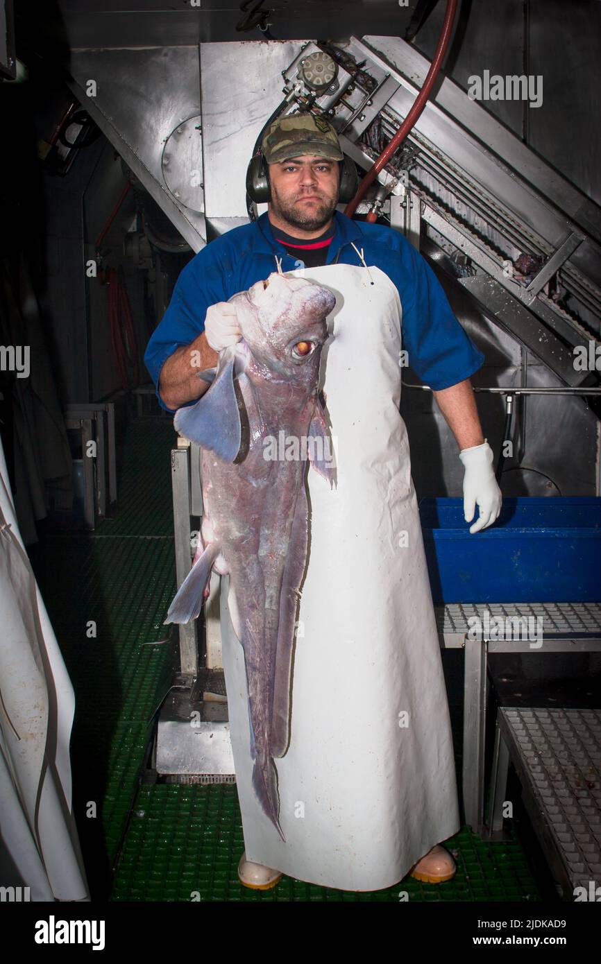 A look at life in New Zealand: Commercial fishing: fish species: deep-sea trawling. Purple Chimaera (Hydrolagus purpurescens). Stock Photo