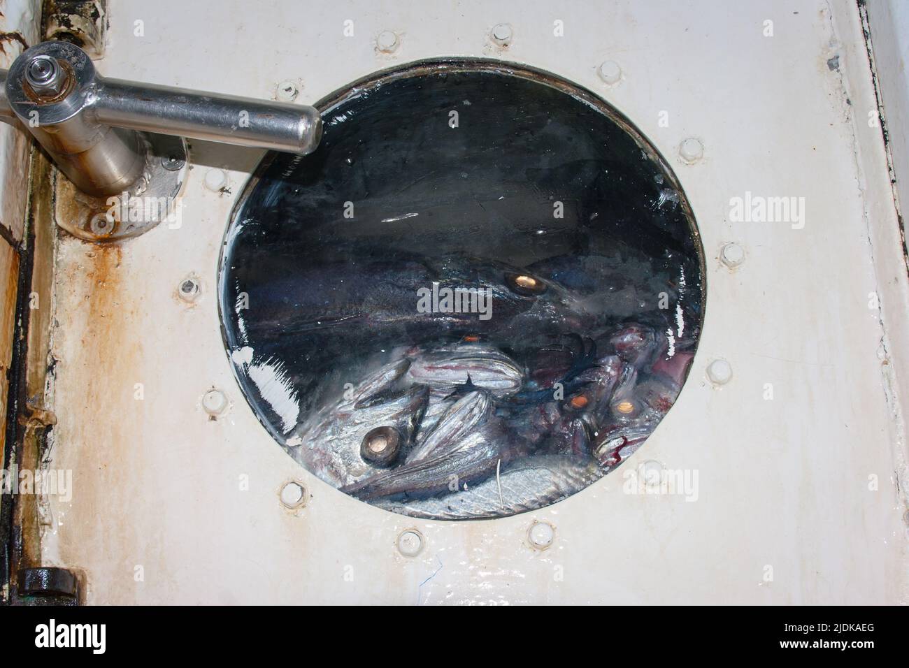 A look at life in New Zealand: Commercial fishing trawler: Hoki in the