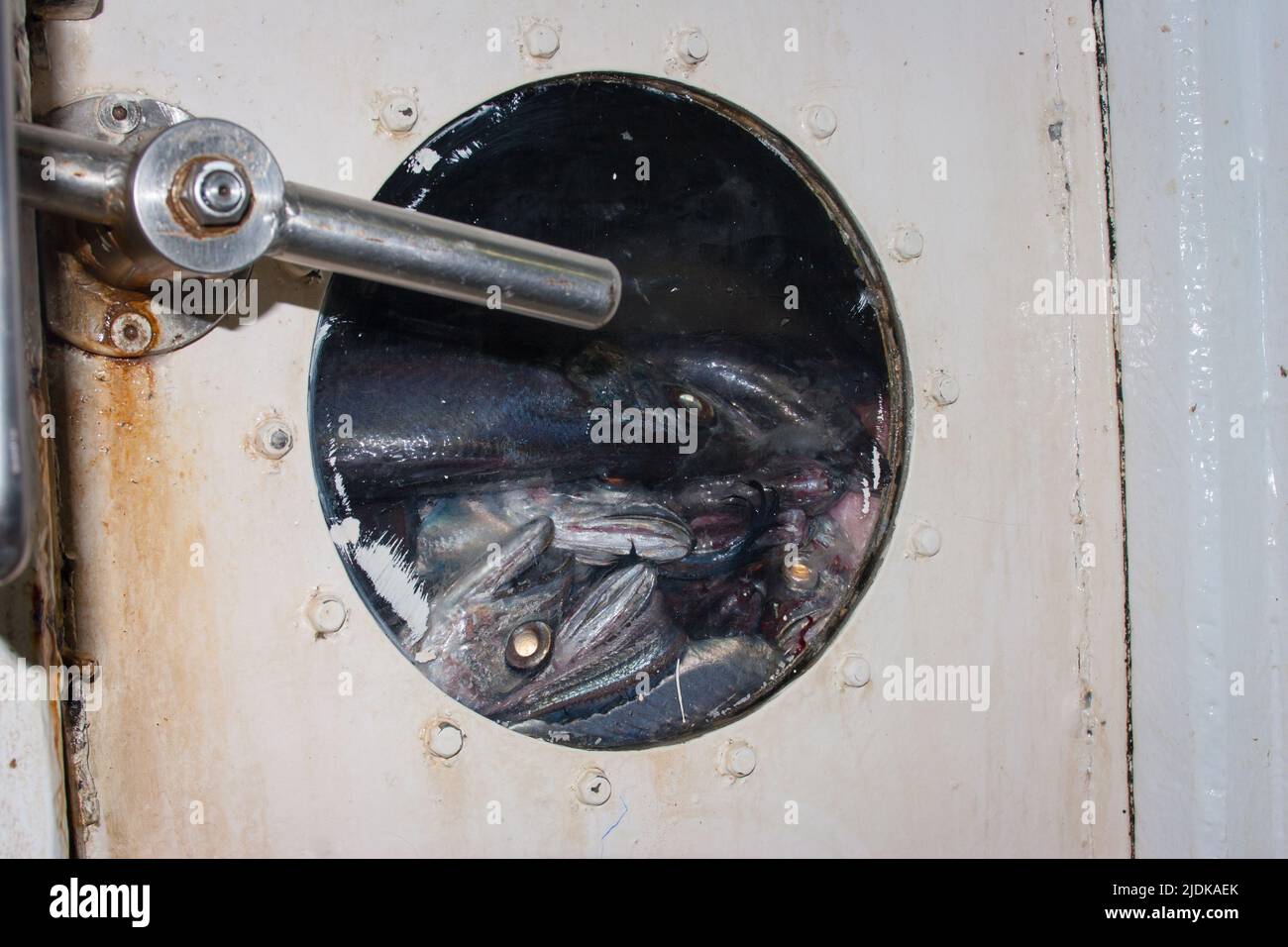 A look at life in New Zealand: Commercial fishing trawler: Hoki in the