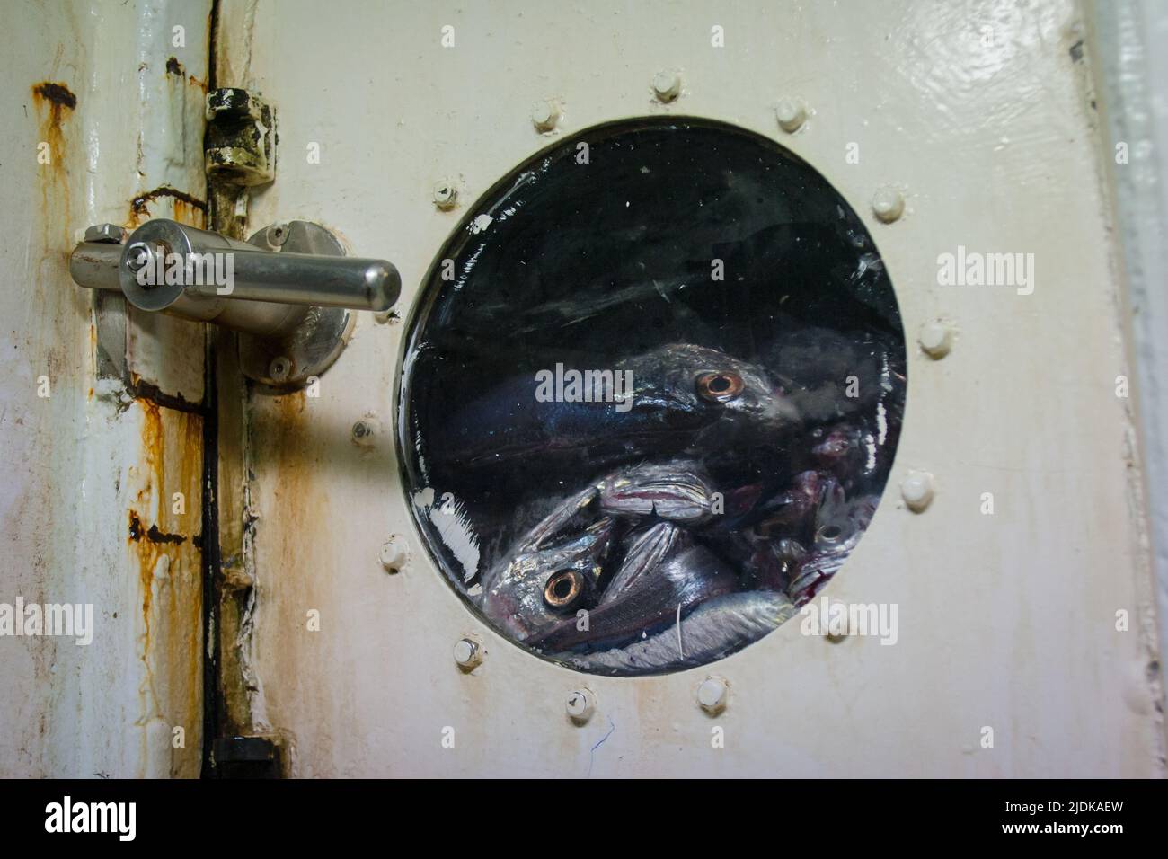 A look at life in New Zealand: Commercial fishing trawler: Hoki in the