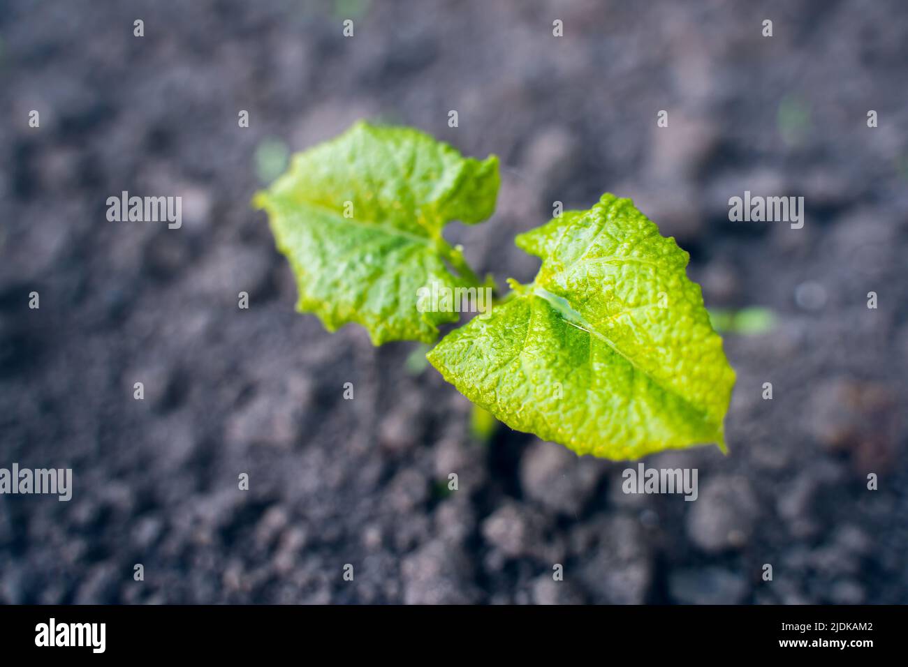 Green first leaves of growing beans close-up against the background of the soil, top view. morning dawn light Stock Photo