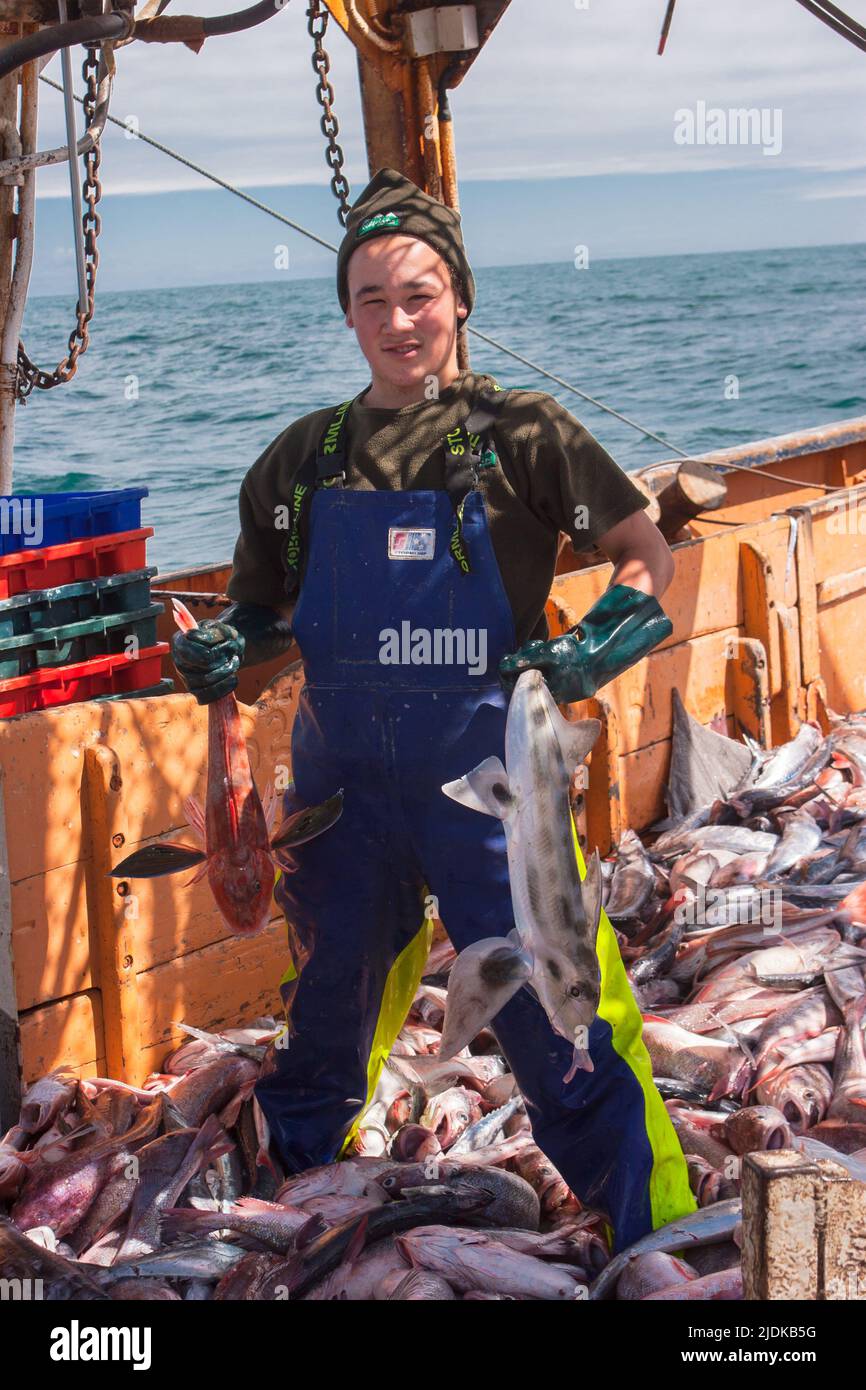 A look at life in New Zealand: Commercial fishing: fish species: deep-sea  trawling. The deck-hand holding a fine Elephant Fish and a large Gurnard  Stock Photo - Alamy