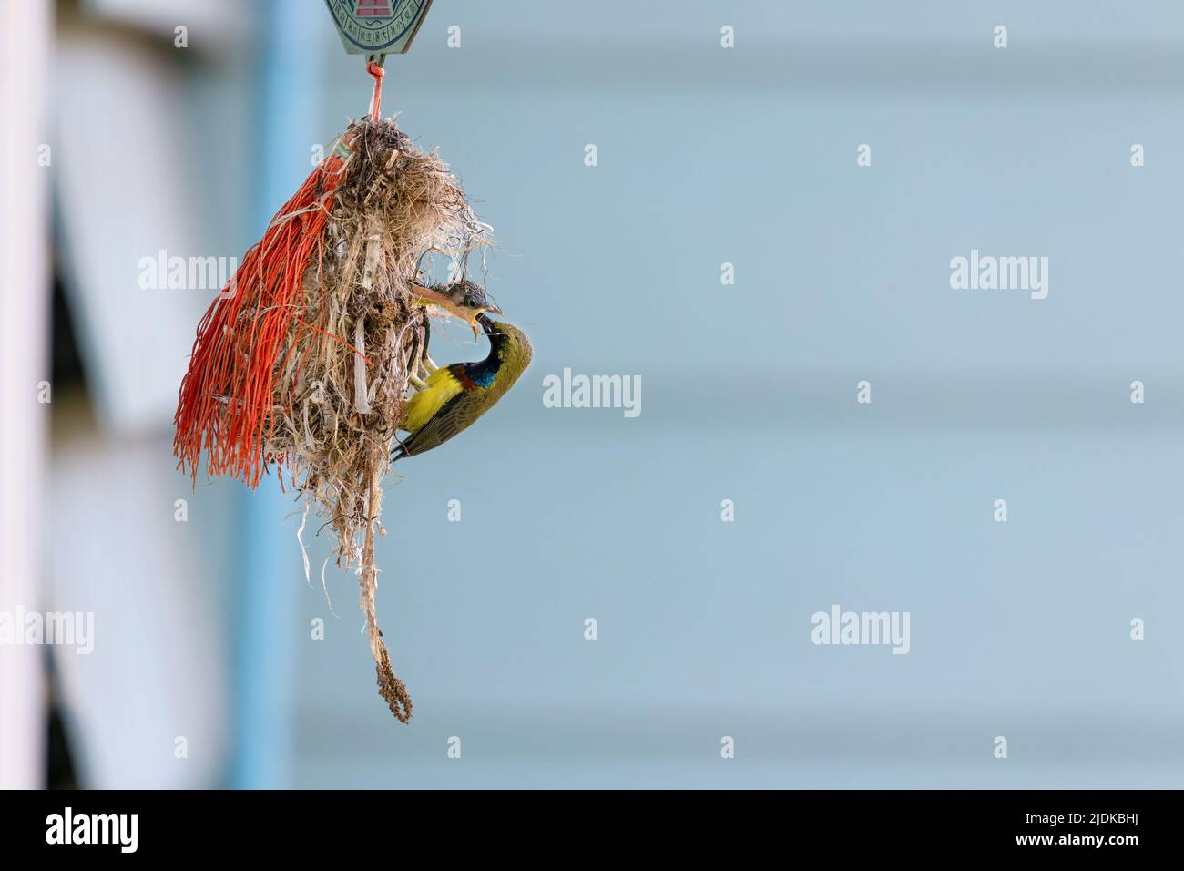 Close-up Olive-backed sunbird is feeding a baby in the nest with copy space. Stock Photo