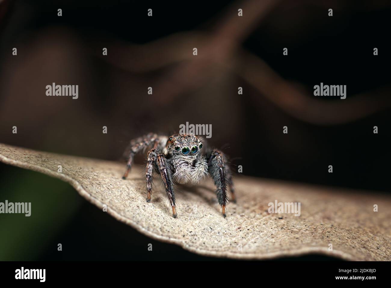 male jumping spider with green eyes and large white palps standing on a pale leaf against a dark background Stock Photo