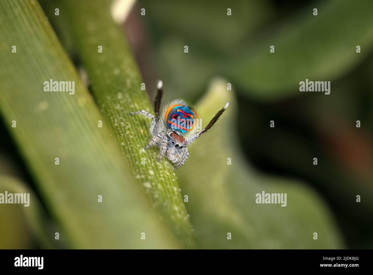 Male Maratus speciosus in his breeding plumage. This coastal spider