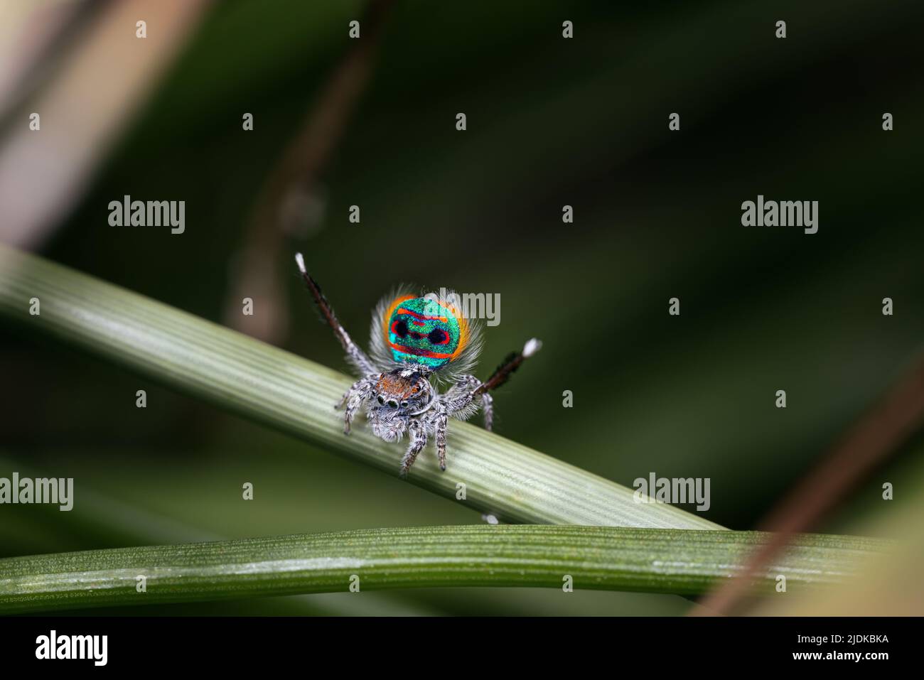 Male Maratus speciosus in his breeding plumage. This coastal spider