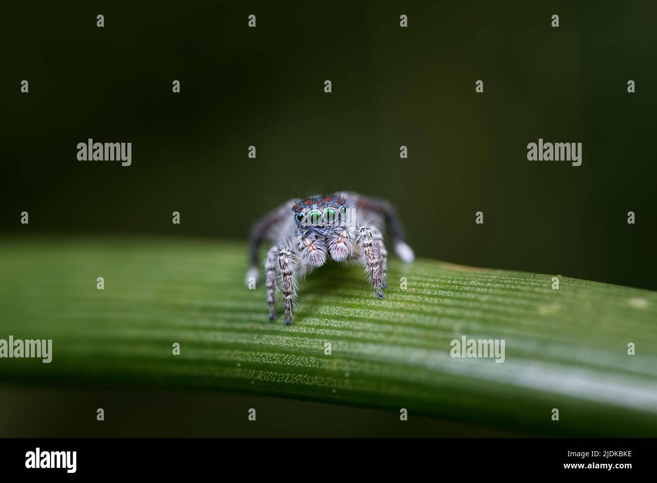 Male Maratus speciosus in his breeding plumage. This coastal spider lives in the dunes behind the beaches of SW of Western Australia Stock Photo