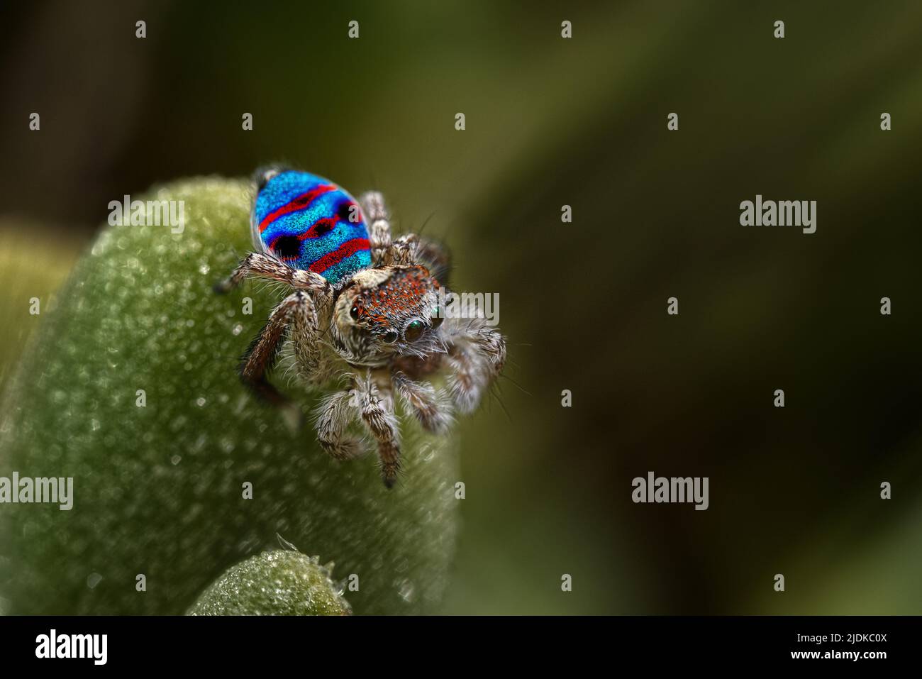 Male Maratus speciosus in his breeding plumage. This coastal spider
