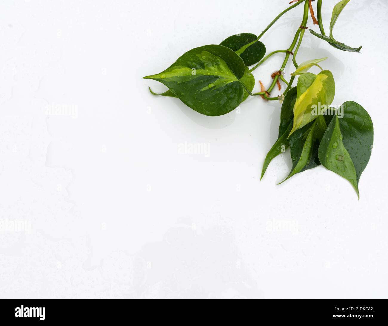 vine philodendron Blushing Philodendron Vine Cutting 10