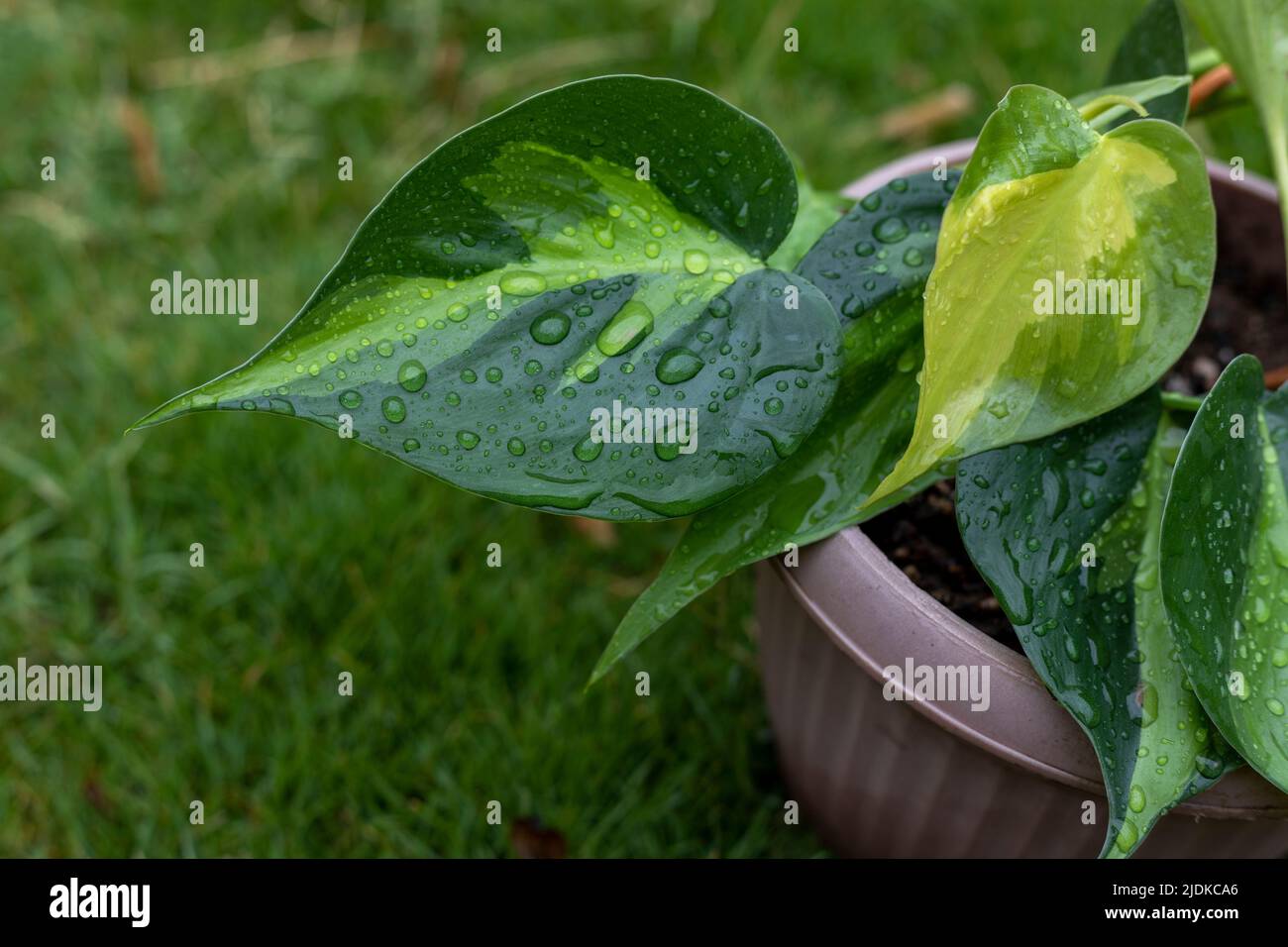 glacier pothos Glacier Pothos - Epipremnum Aureum 'Glacier' main image 0